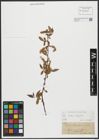 Foto von Salix alba L. x Salix fragilis L.